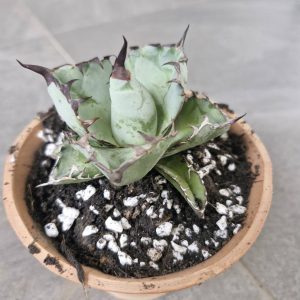 Agave titanota 'Black and Blue'