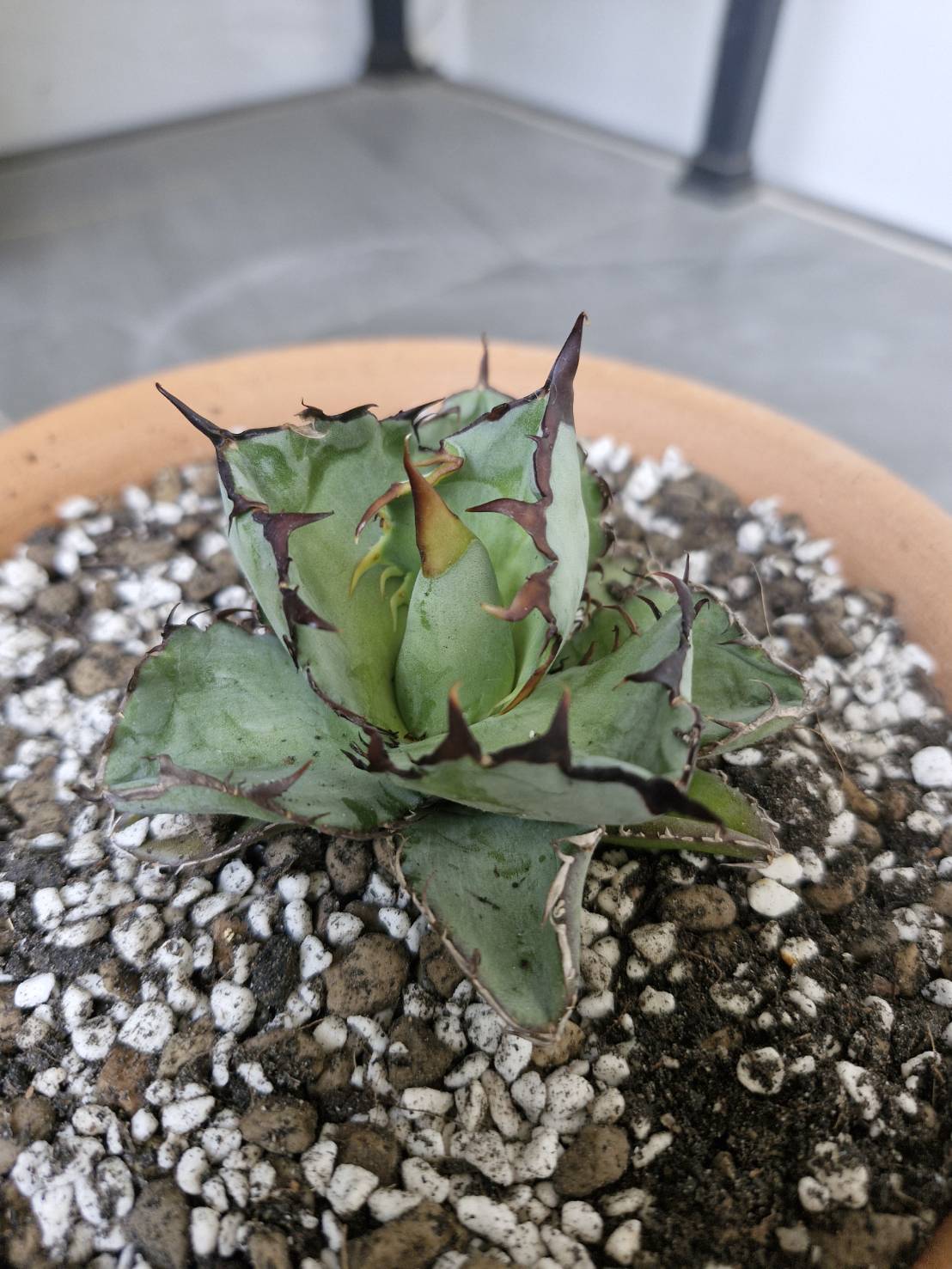 Agave titanota 'Blue Ball'