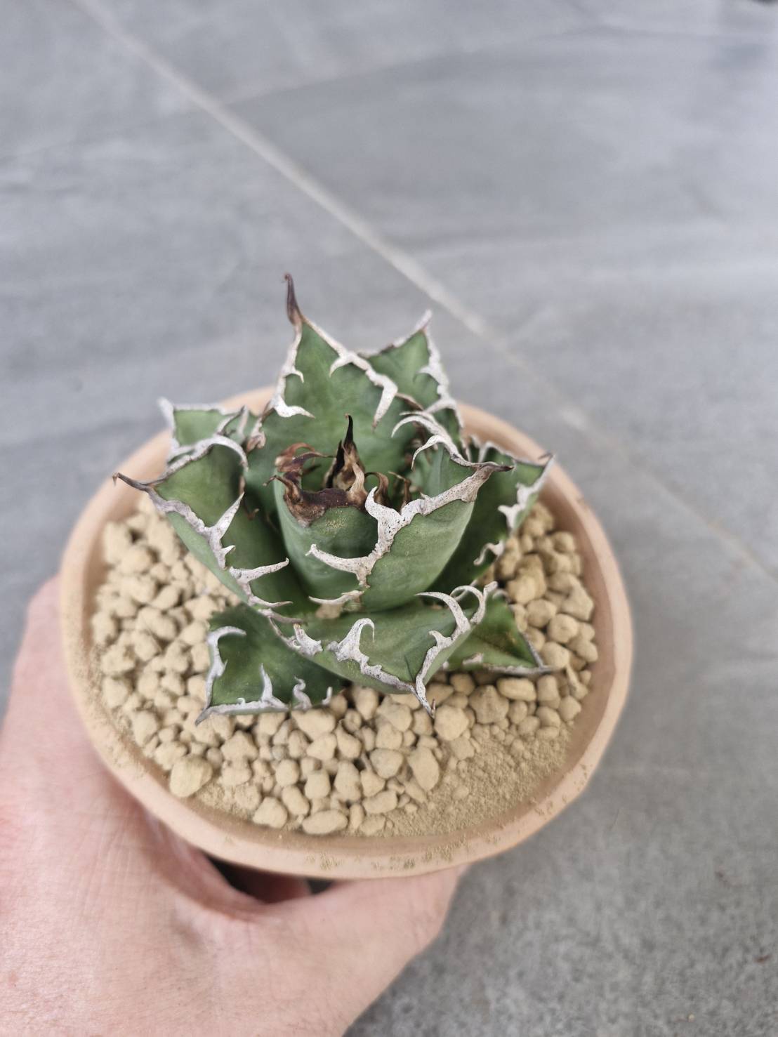 Agave titanota 'Caesar'