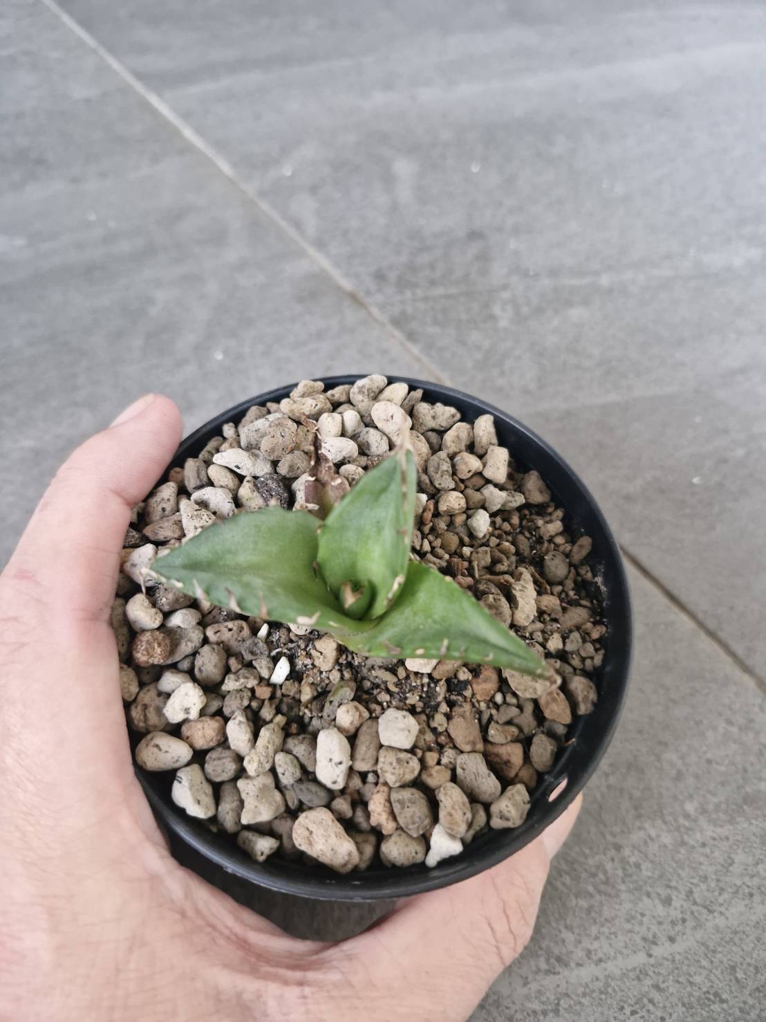 Agave titanota 'Hades'