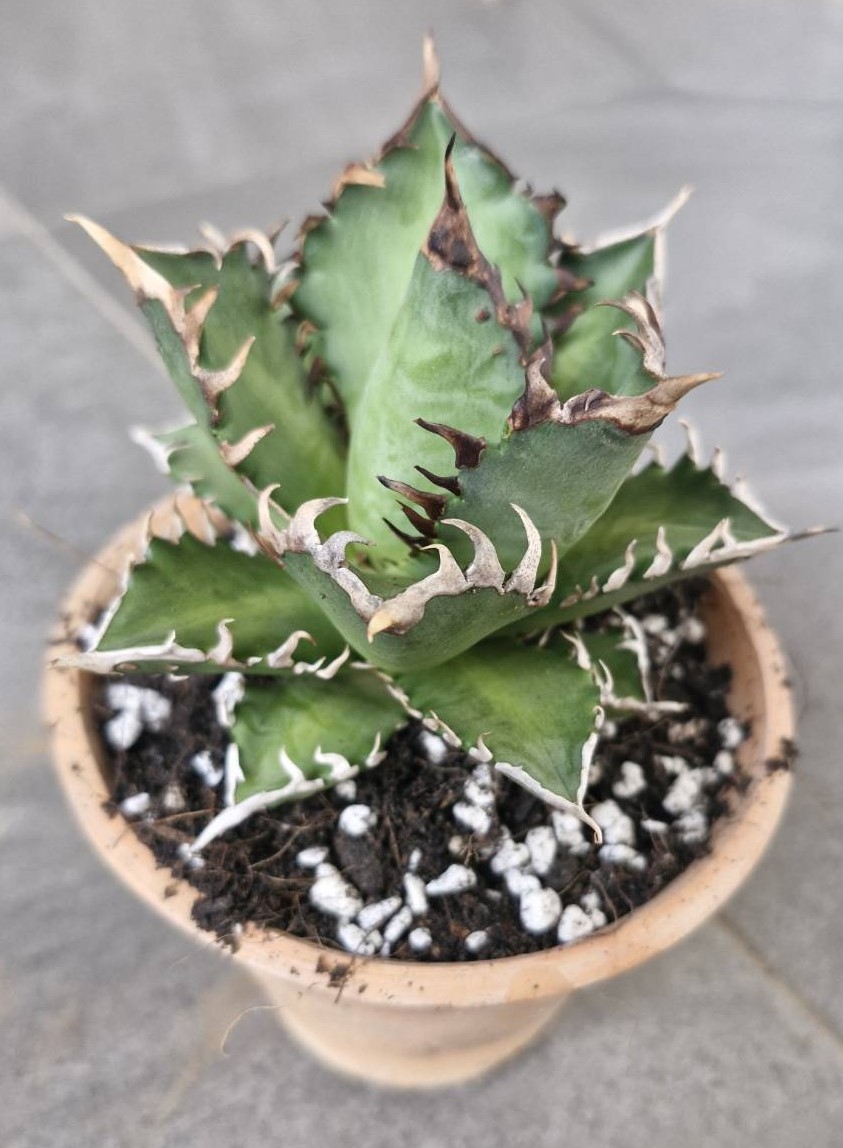 Agave titanota 'Red Catweazle'