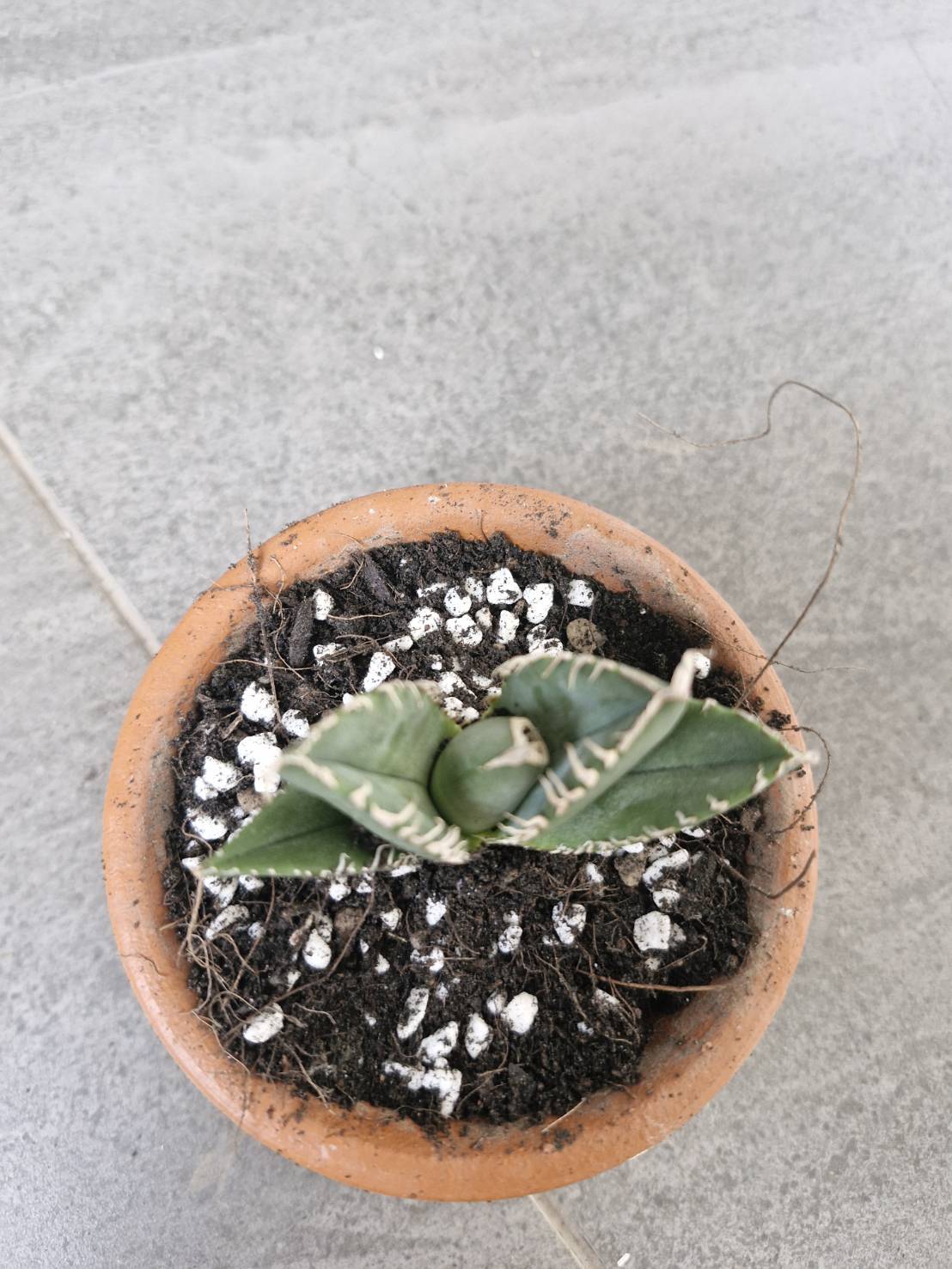 Agave titanota 'South African Diamond' - Image 2