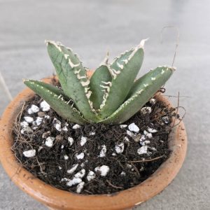 Agave titanota 'South African Diamond'