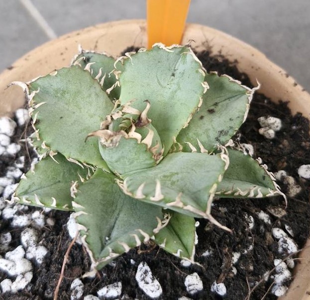 Agave titanota filigree