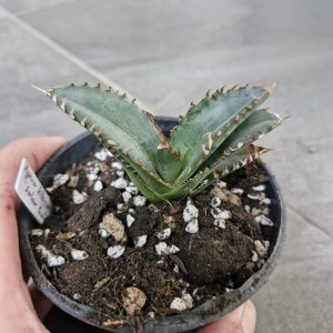 Agave titanota 'Solar Eclipse'