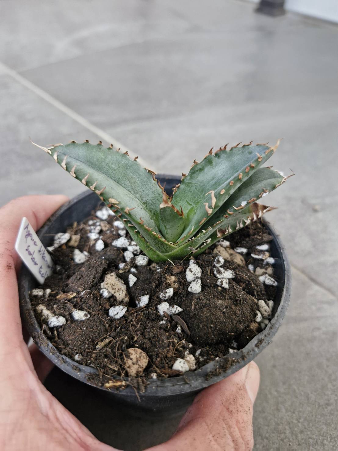 Agave titanota 'Solar Eclipse'