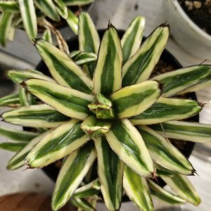 Agave victoria reginea cream compact