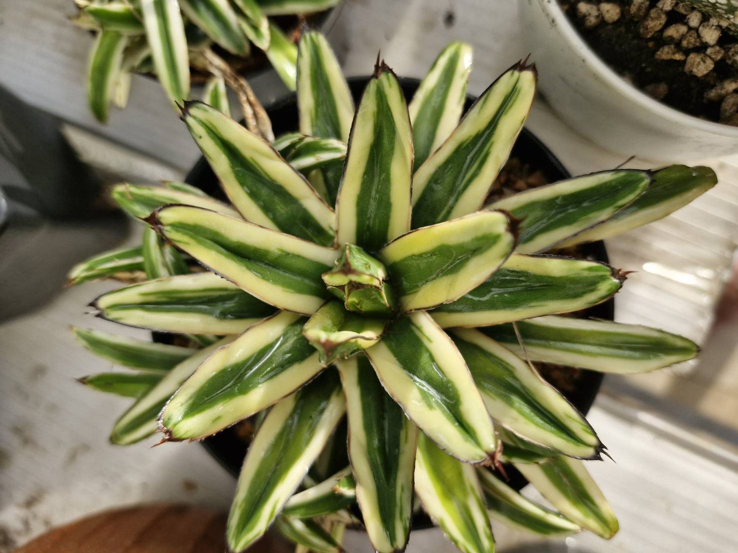 Agave victoria reginea cream compact