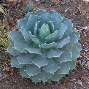 Agave potatorum