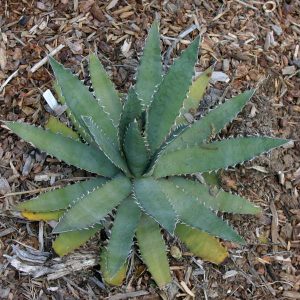 Agave xylonacantha