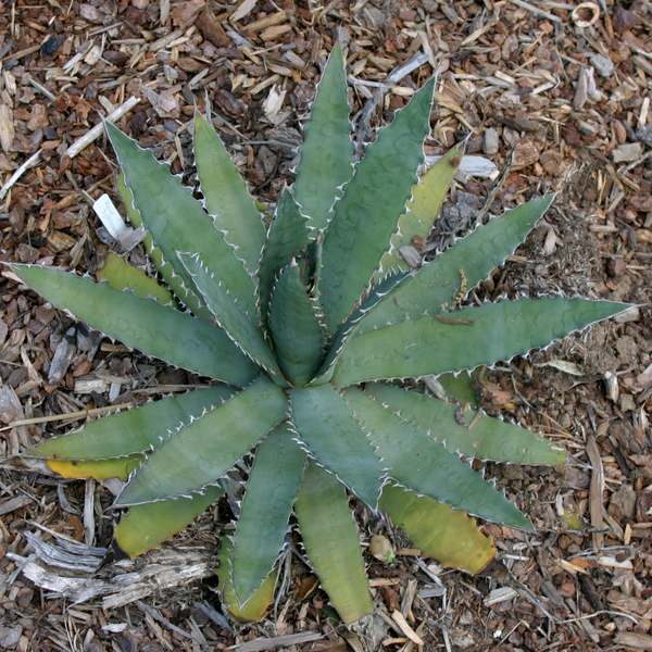 Agave xylonacantha
