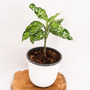 Aglaonema tricolor pictum