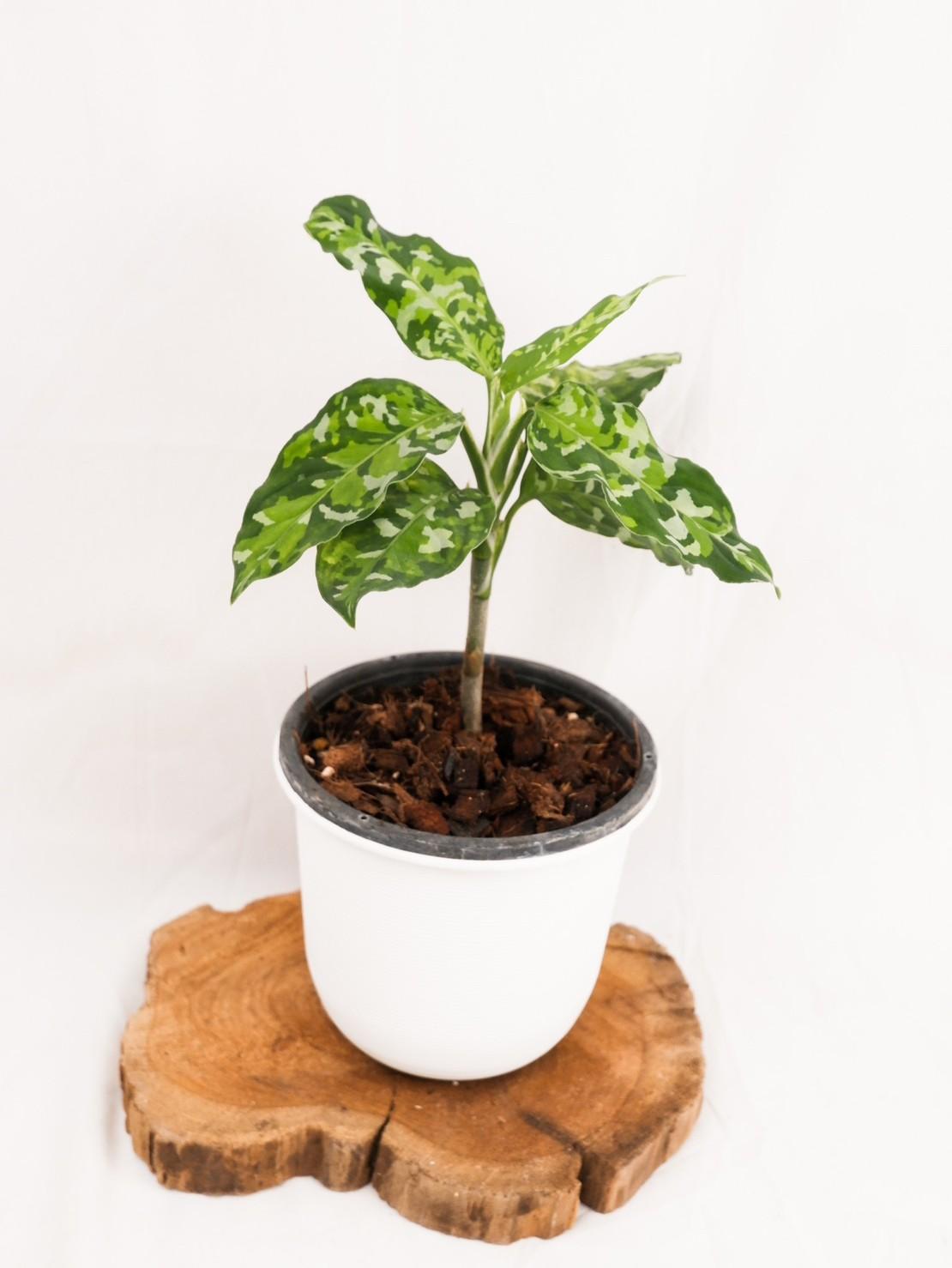 Aglaonema tricolor pictum