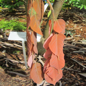 Amherstia nobilis