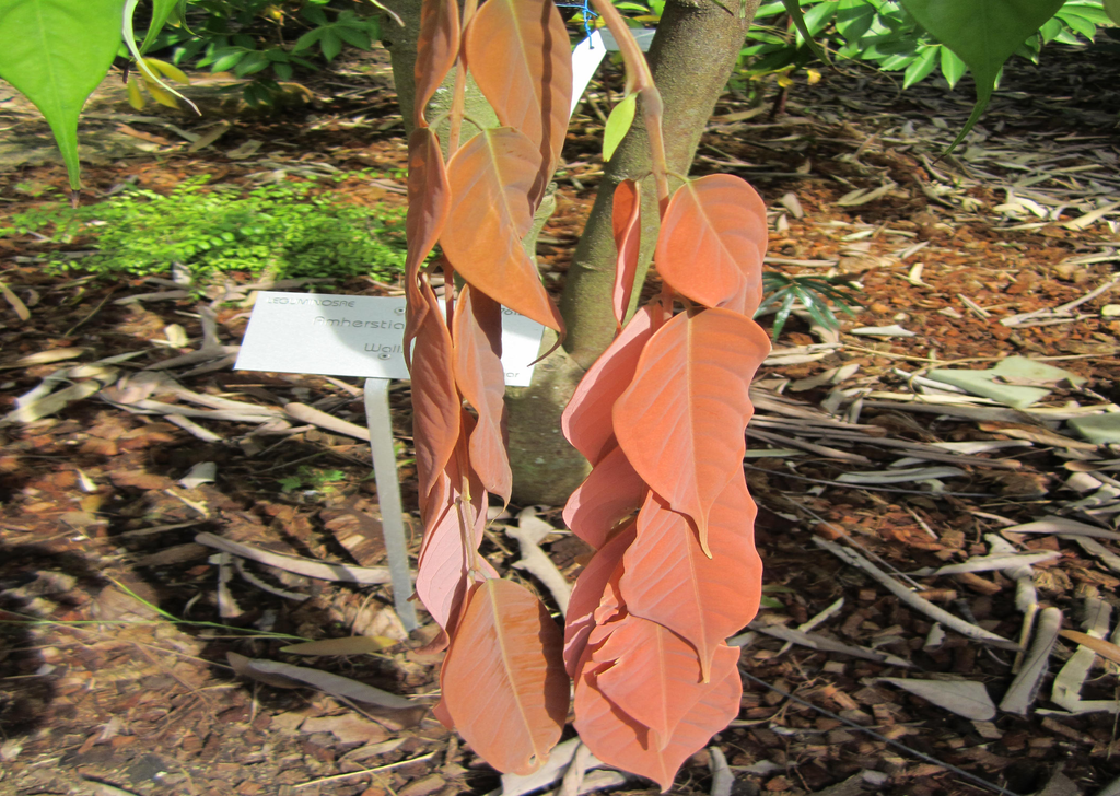 Amherstia nobilis