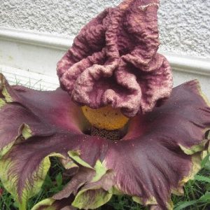 Amorphophallus paeoniifolius