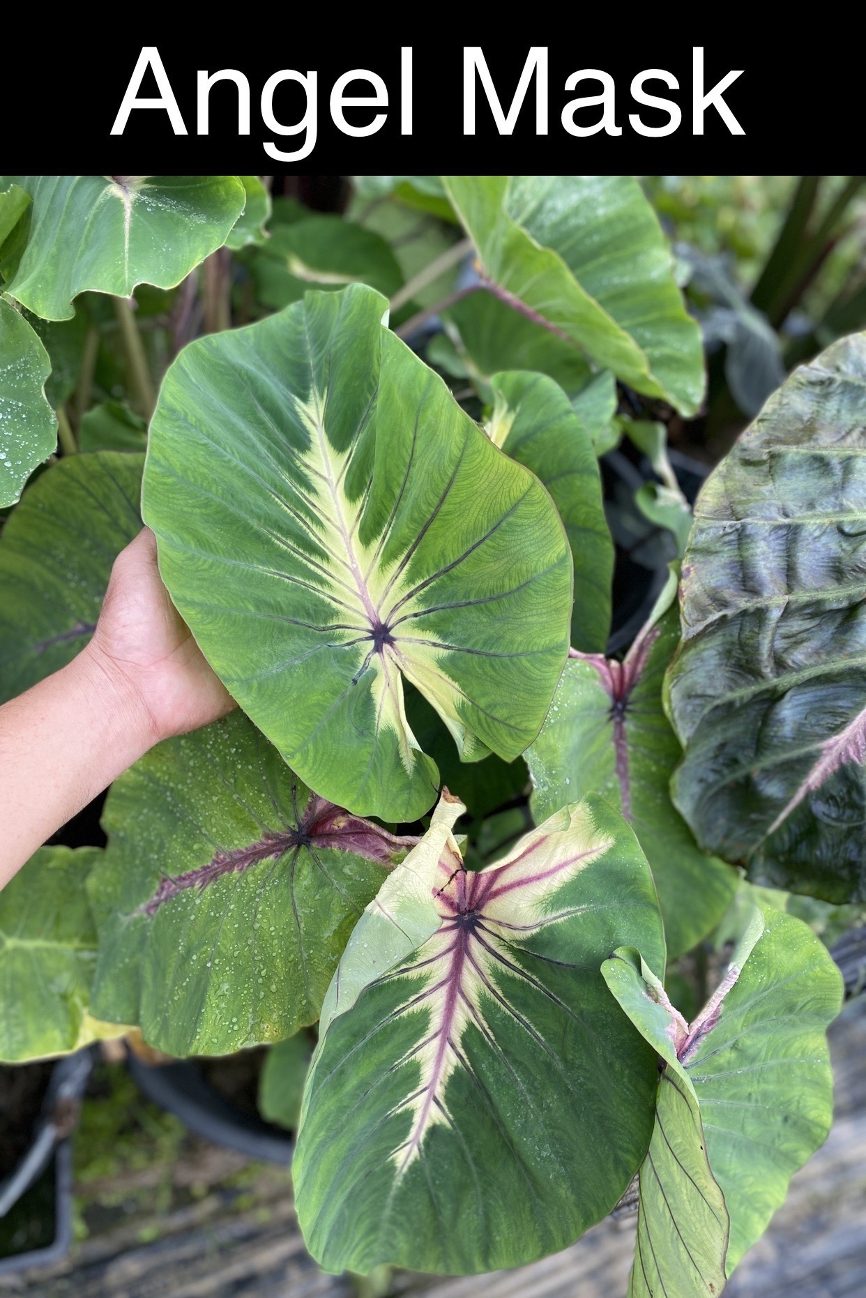 Colocasia angel mask