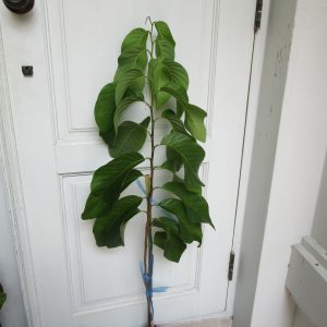Custard apple