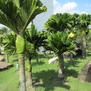 Areca catechu Dwarf