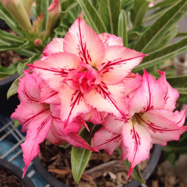 Adenium Arrow