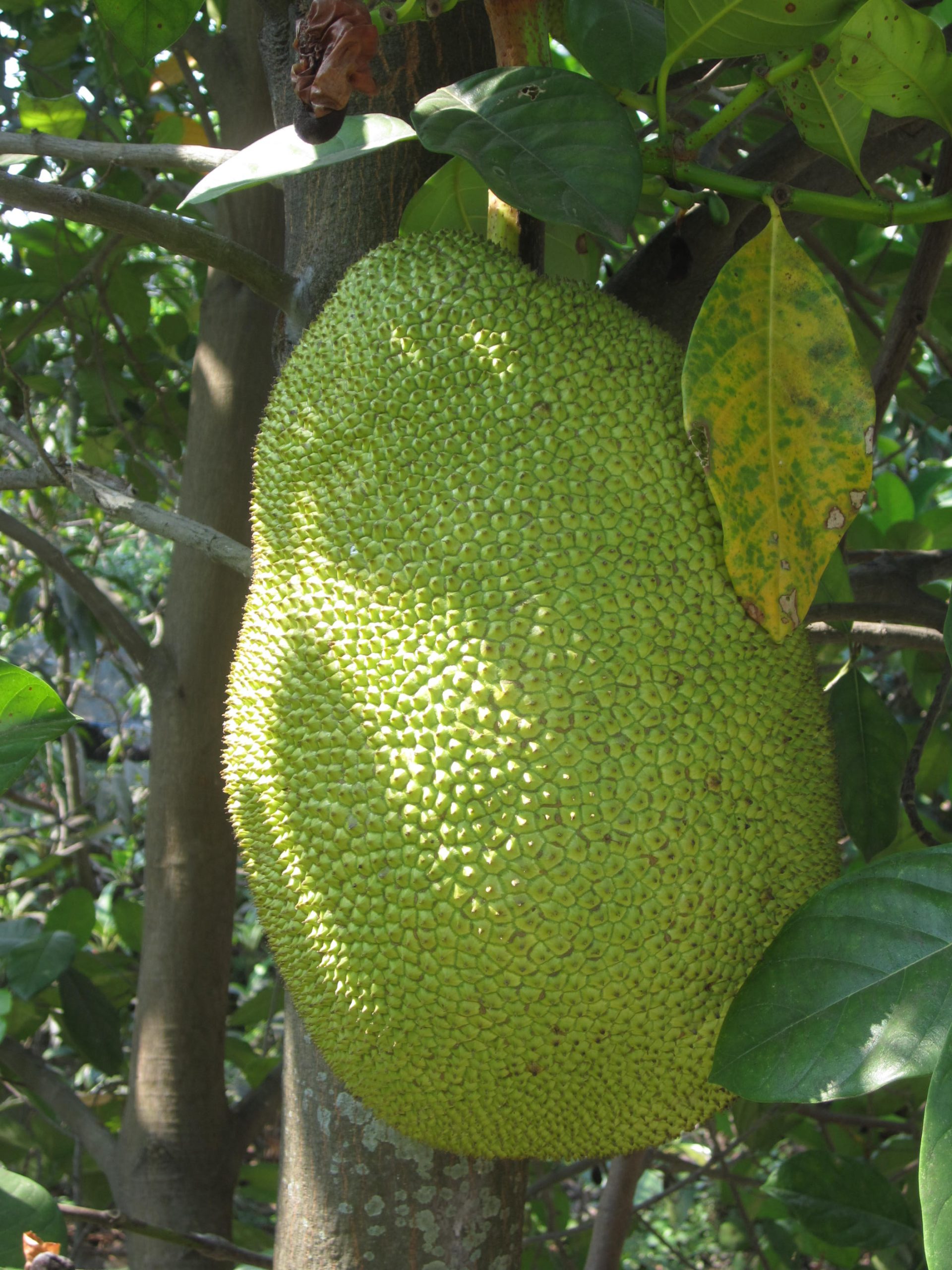 Jack fruit white meat