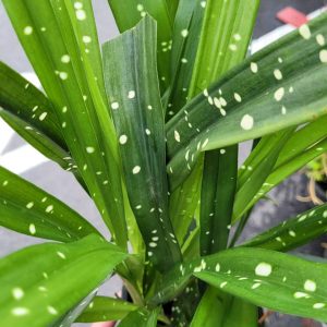 Aspidistra linearifolia 'Leopard'