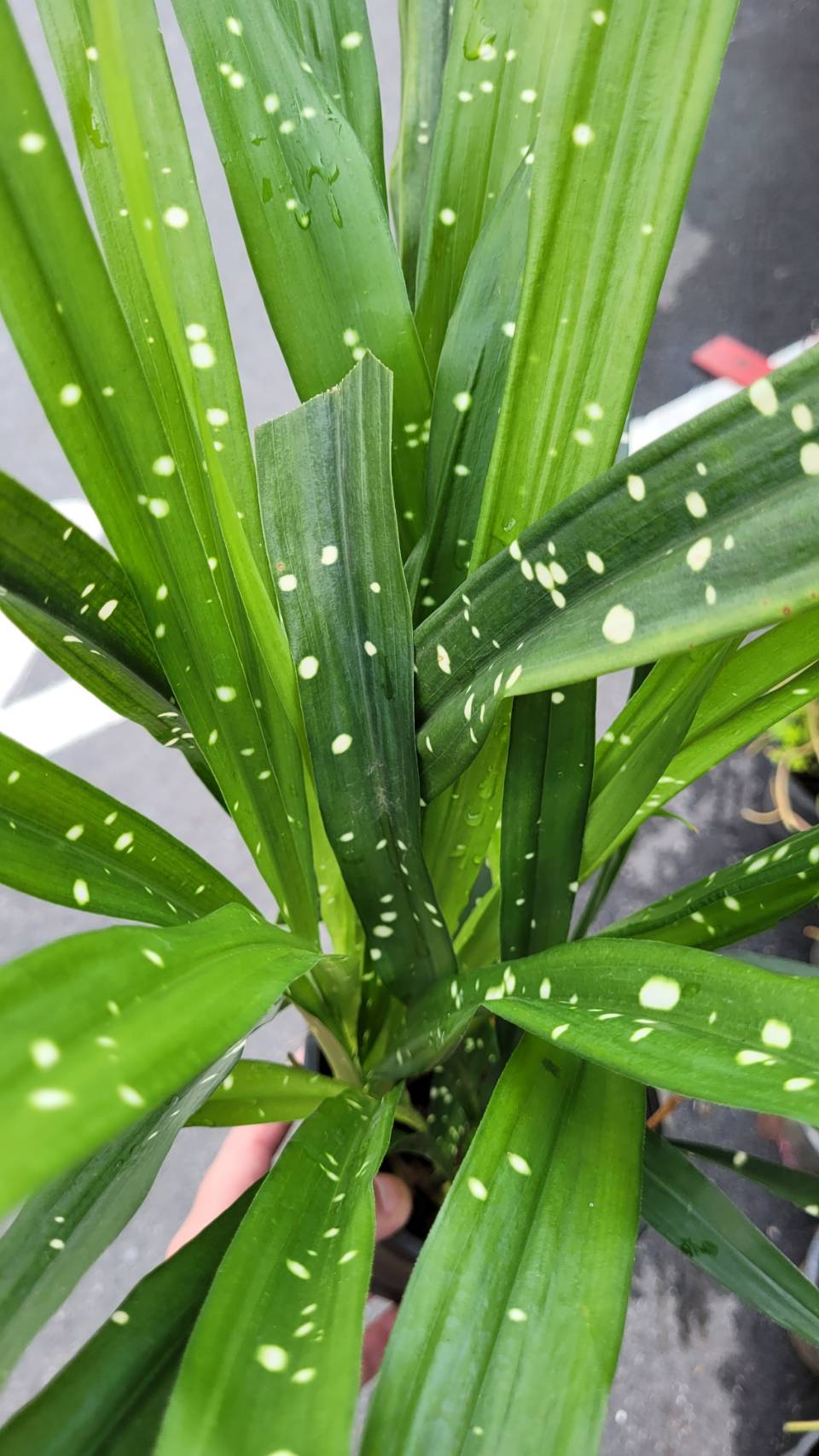 Aspidistra linearifolia 'Leopard'