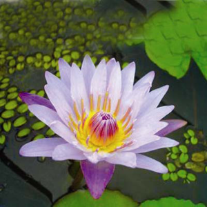 Nymphaea August Koch