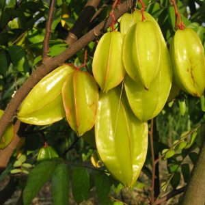Starfruit