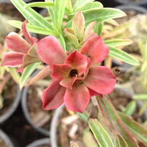 Adenium Baby