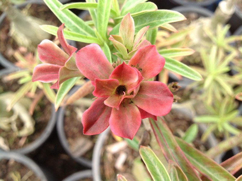 Adenium Baby