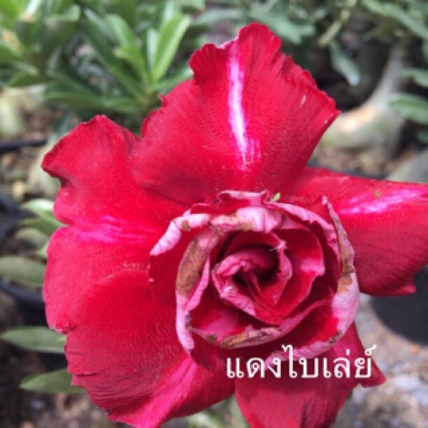 Adenium Bai Lay