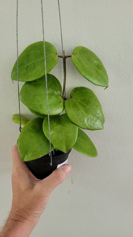 Hoya balaensis Big leaves (large)