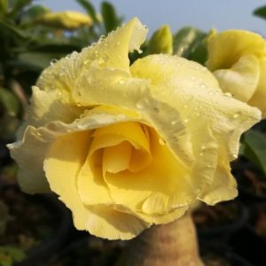 Adenium Bananas
