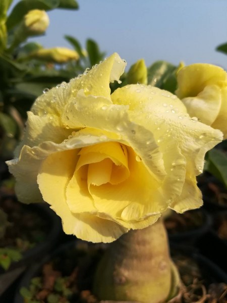 Adenium Bananas