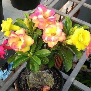 Adenium banburi