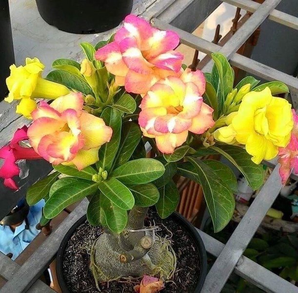 Adenium banburi