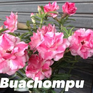 Adenium Bauchompu