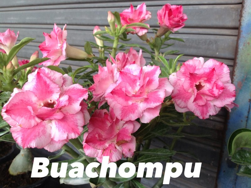 Adenium Bauchompu