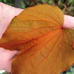 Bauhinia aureifolia