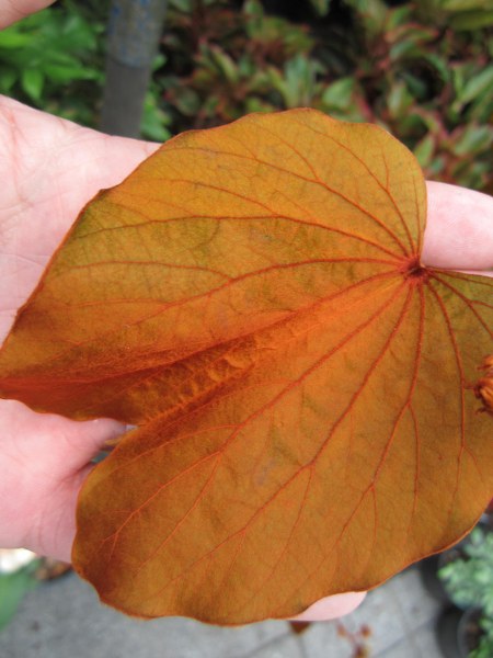Bauhinia aureifolia