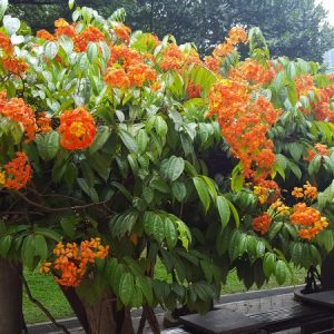 Bauhinia cockiana