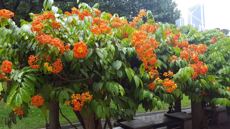 Bauhinia cockiana