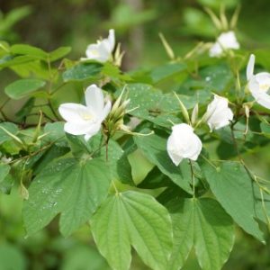 Bauhinia purpurea white