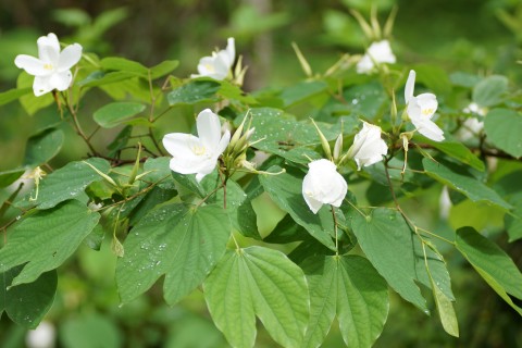 Bauhinia purpurea white