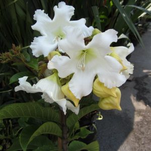 Baumontia grandiflora