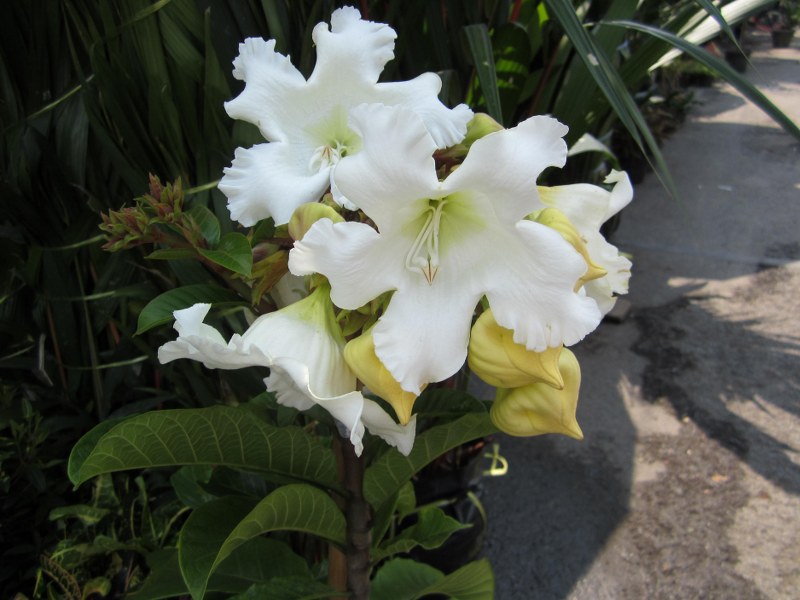 Baumontia grandiflora