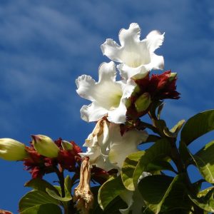 Beaumontia grandiflora