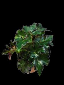 Begonia 002.Thai Hybrid