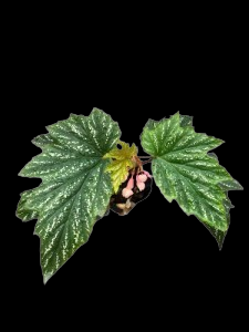 Begonia 013.Thai Hybrid